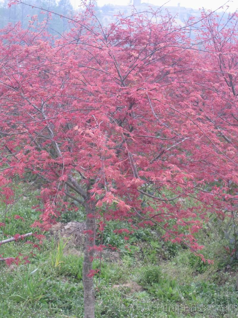 日本紅楓