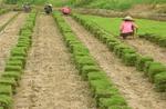 馬尼拉草皮、紅桎木、金葉女貞、桂花苗、杜鵑苗