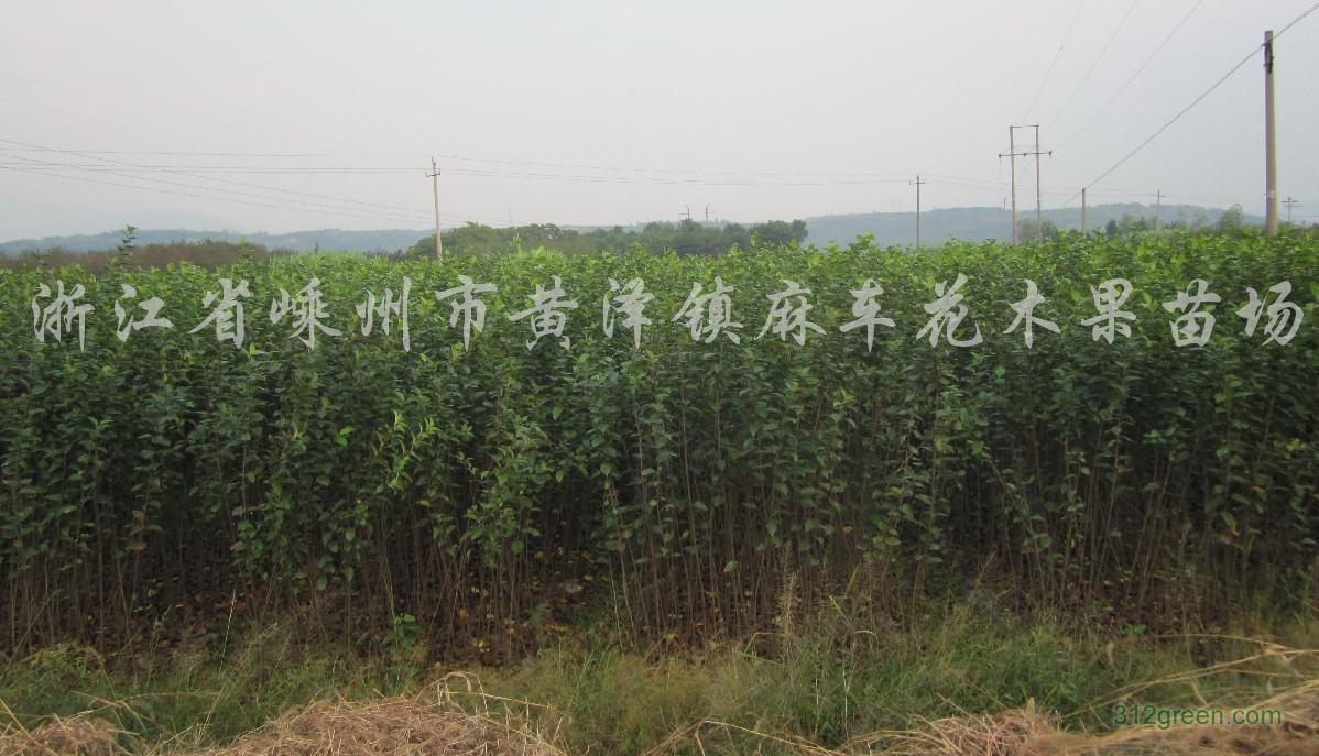 海棠、櫻花小苗一年生嫁接苗