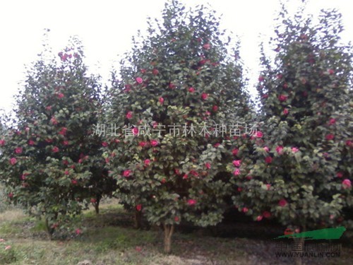樟树、广玉兰，马褂木，朴树，红果冬青，樱花等