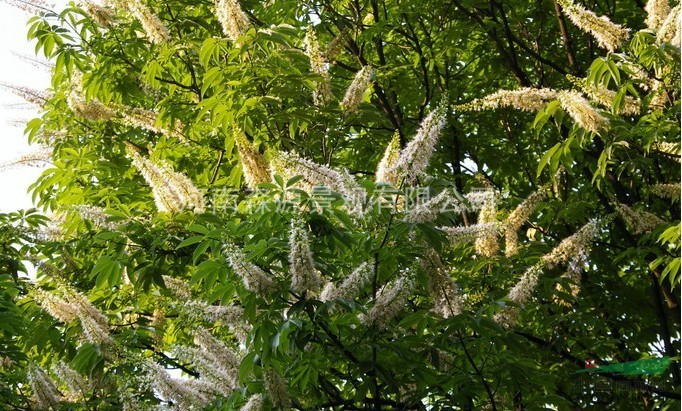 河南七葉樹供應(yīng) 鄭州七葉樹圖片 河南七葉樹價格