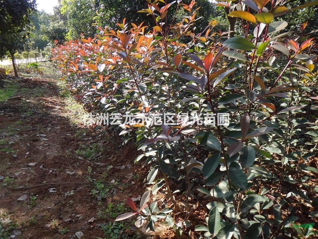 紅葉石楠色塊苗,紅葉石楠工程苗,50-100cm紅葉石楠苗