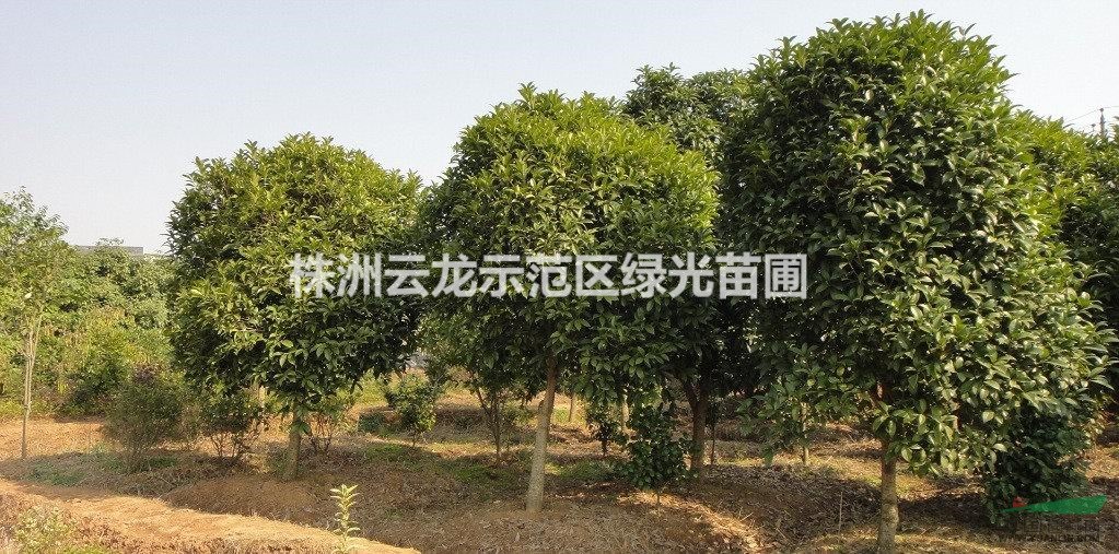 湖南株洲桂花樹超低價批發(fā),湖南桂花樹苗批發(fā),湖南桂花樹價格