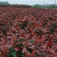 高桿茶花、紅楓、櫻花、紫薇、紅花繼木、春鵑、小葉黃楊、石竹