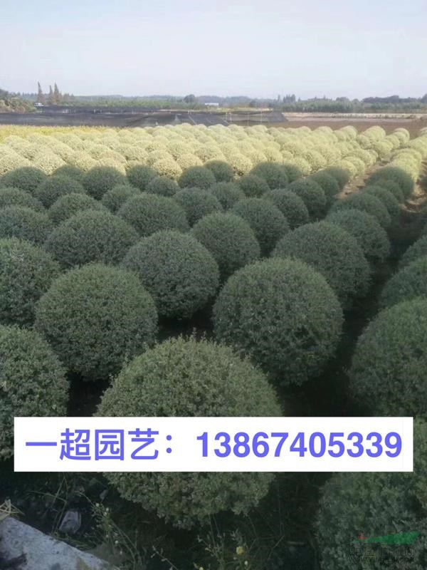 水蠟球 水臘球 精品水臘球價格 水蠟球批發