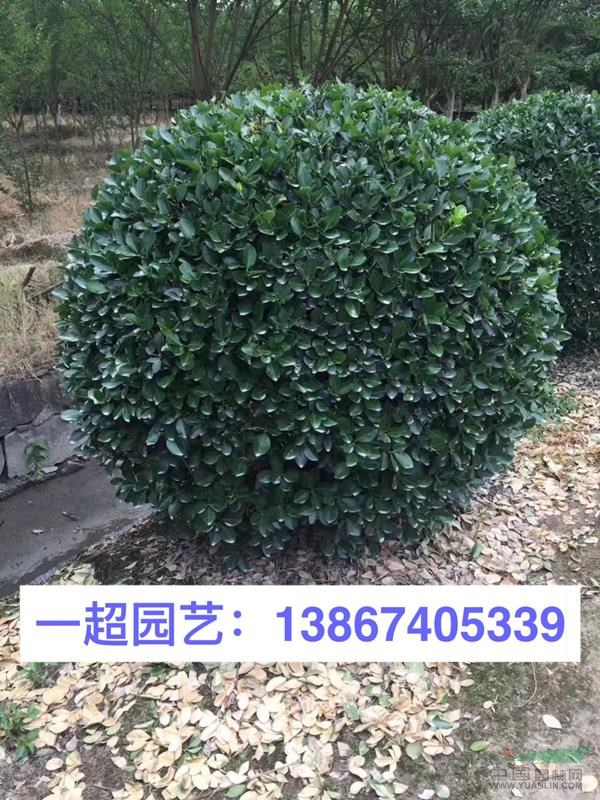 大葉黃楊球 精品大葉黃楊光球