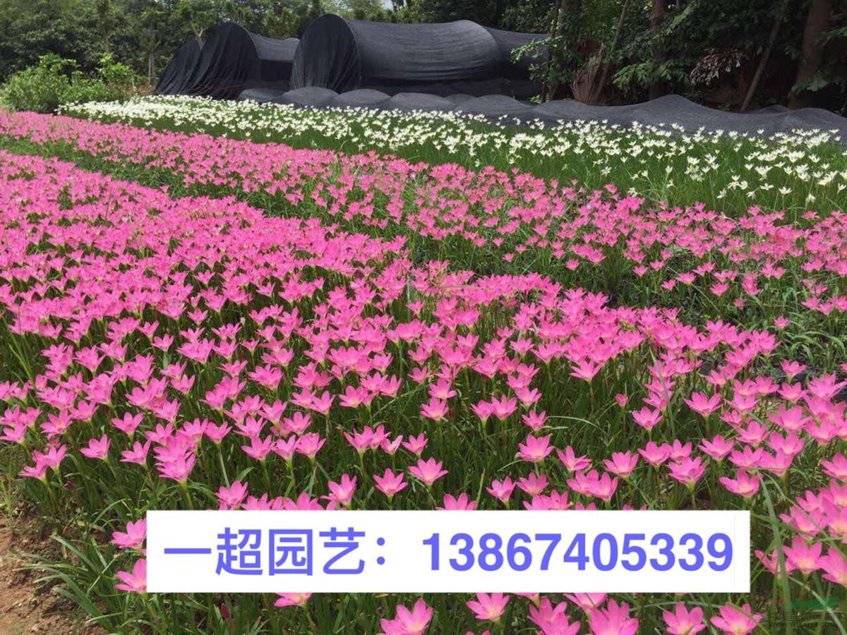 韭蘭 精品韭蘭批發 韭蘭價格行情