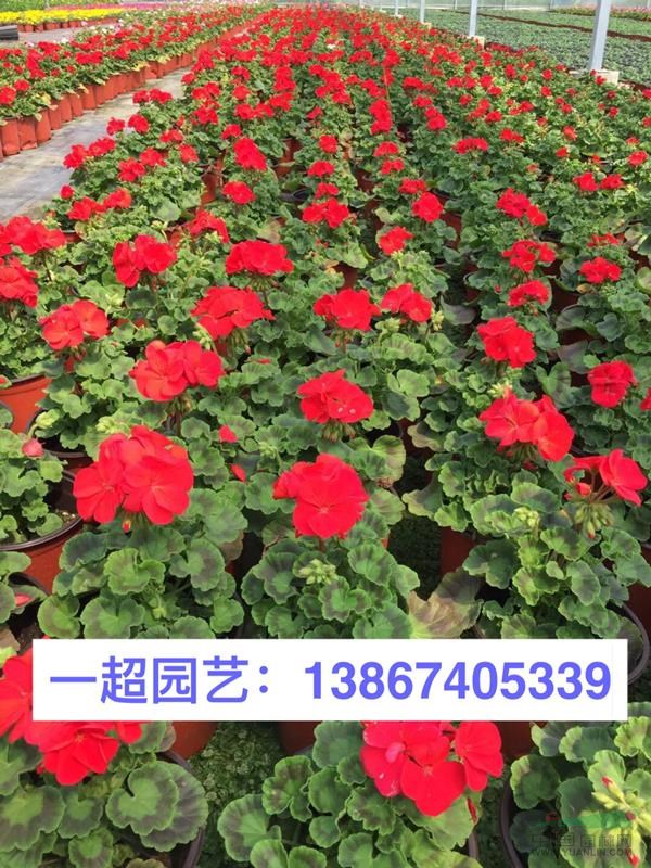 天竺葵 天竺葵盆栽 天竺葵杯苗