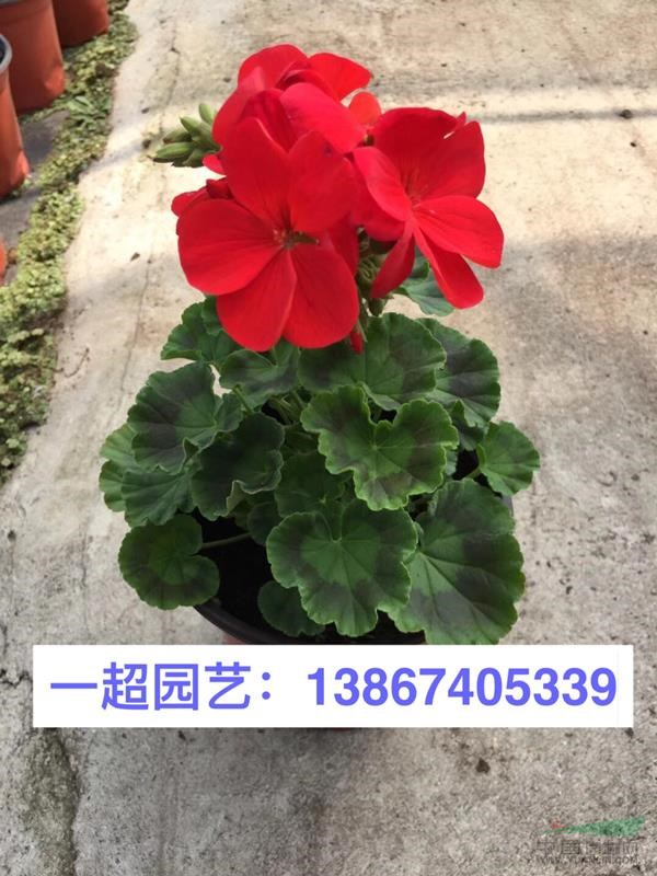 天竺葵 天竺葵盆栽 天竺葵杯苗