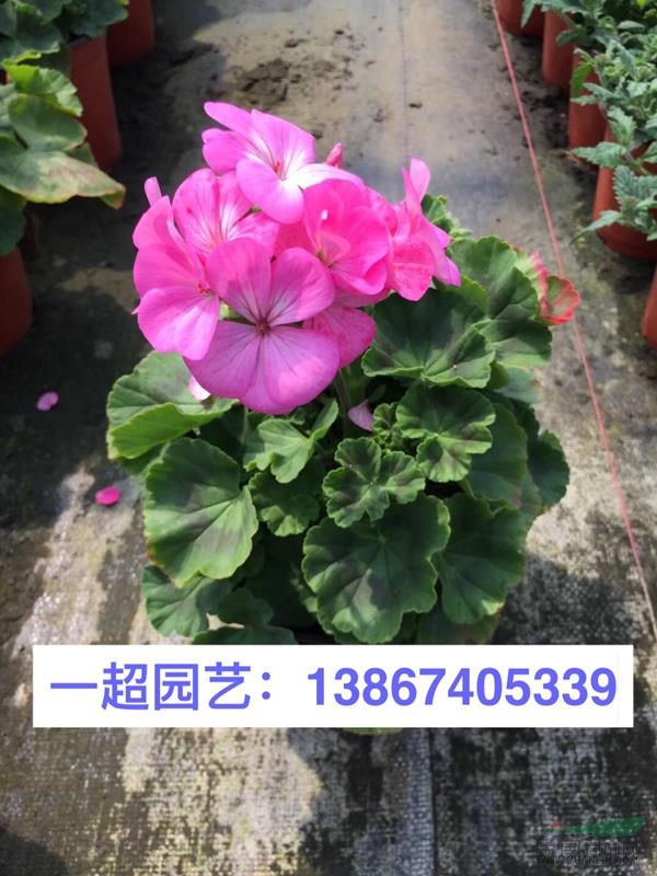 天竺葵 天竺葵盆栽 天竺葵杯苗