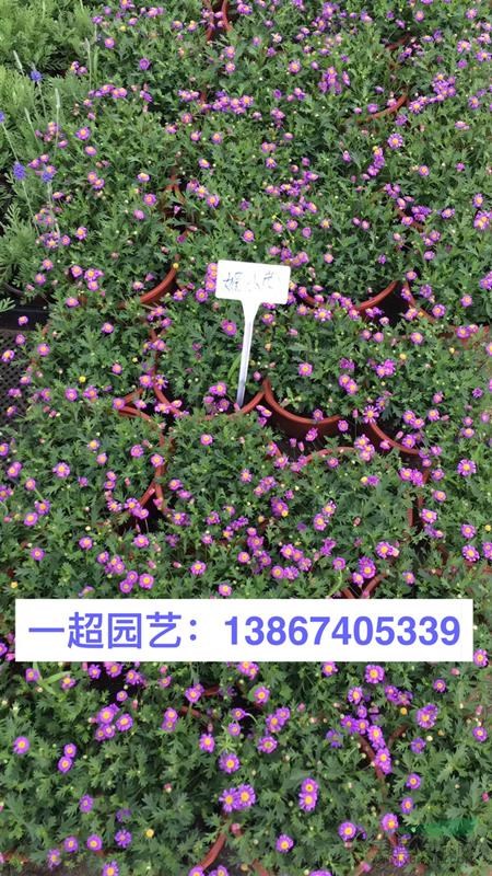 姬小菊 姬小菊盆栽 姬小菊大杯苗