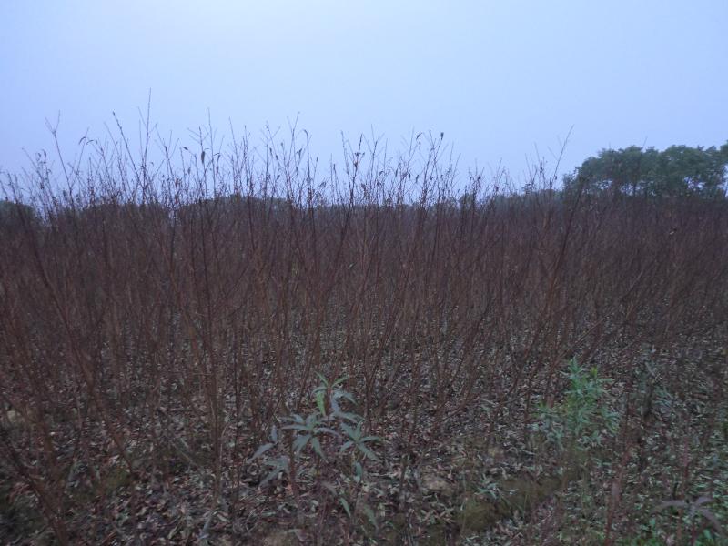 紫葉李