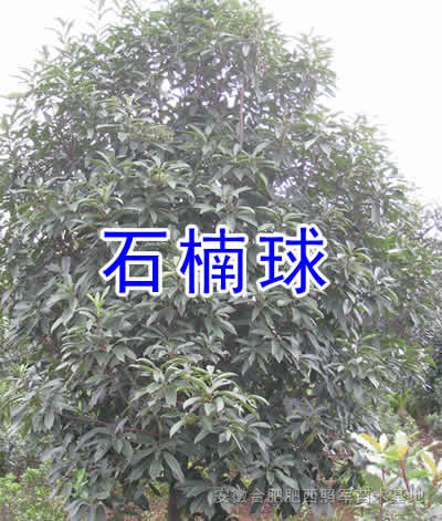 大葉女貞，烏桕，紫薇，廣玉蘭，香樟，樸樹等