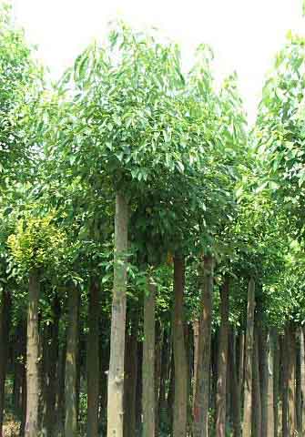 栾树、江西栾树基地、九江栾树、栾树小苗、移植栾树