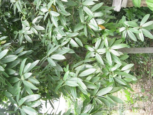 樂(lè)東擬單性木蘭、全冠樂(lè)東擬單性木蘭