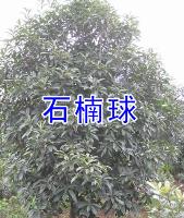 紅葉李，香樟，大葉女貞，烏桕，三角楓，紫薇，廣玉蘭，榔榆