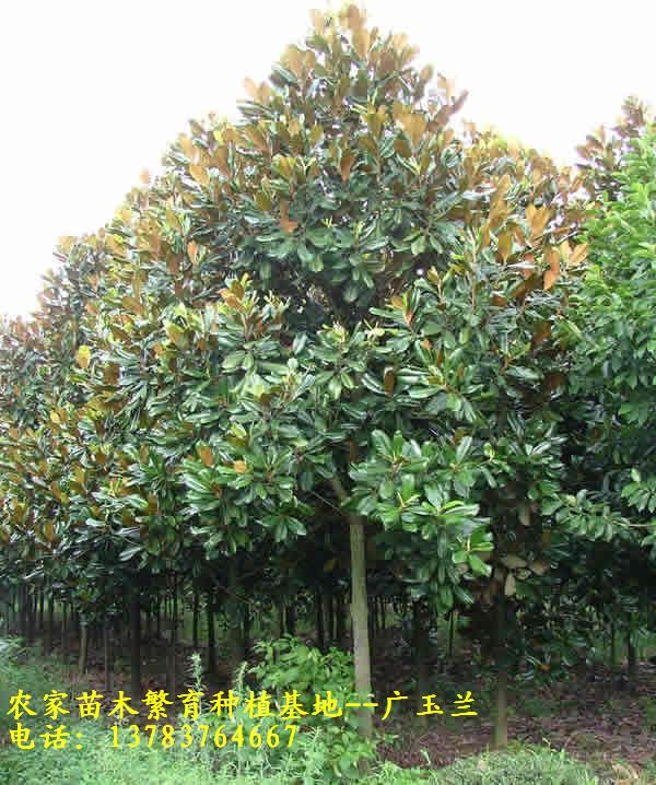 河南花木價格-八月桂花價格，廣玉蘭價格，十大功勞價格，法桐價
