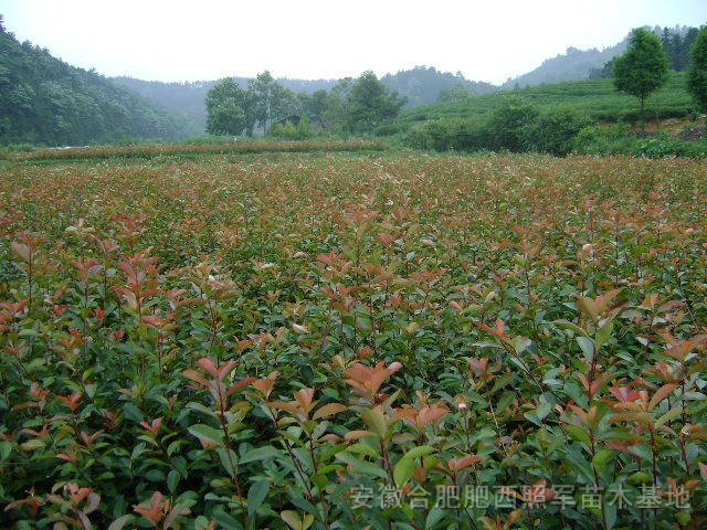 海桐球，木槿，枇杷，紫薇，廣玉蘭，重陽木，香樟、紅葉李