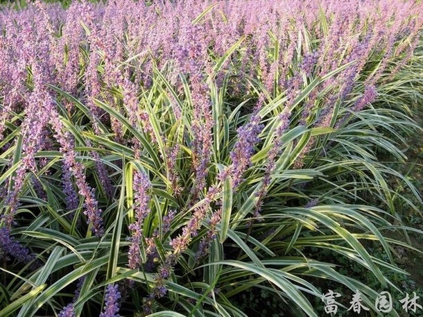 彩葉地被植物-金邊麥冬，別名花葉麥冬、彩葉麥冬，沭陽金邊麥冬