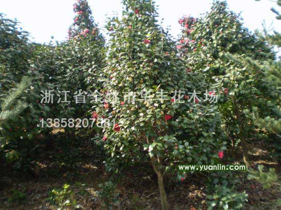 茶花最新價格/茶花報價