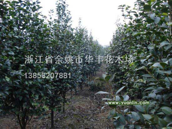 茶花最新價格/茶花報價