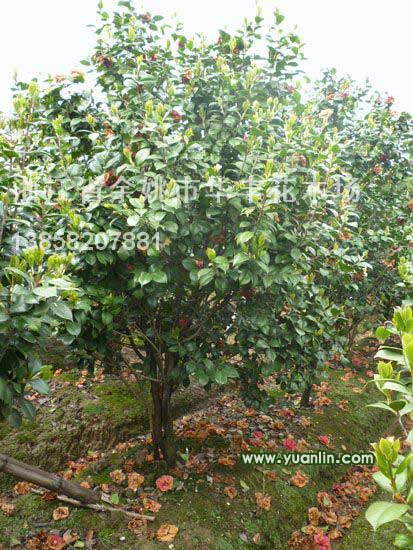 茶花行情報價\茶花圖片展示