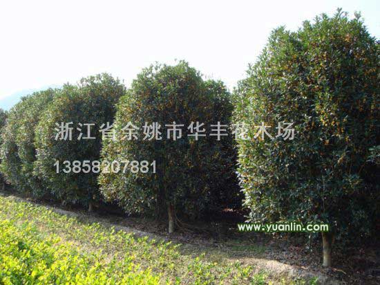 浙江桂花最新報(bào)價(jià)/桂花圖片