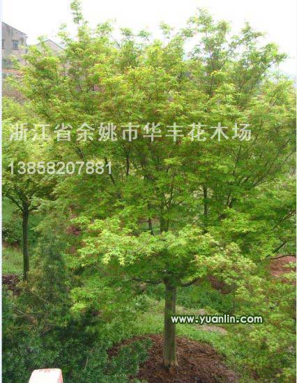 浙江雞爪槭介紹