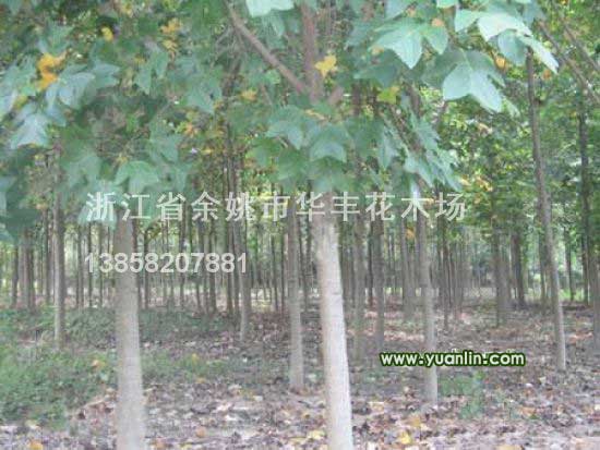 浙江馬褂木