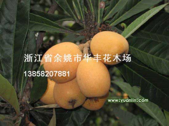 枇杷報價(jià)/浙江枇杷報價(jià)