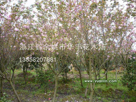 櫻花圖片\櫻花報(bào)價(jià)