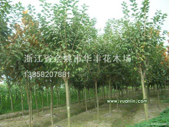 櫻花行情報(bào)價(jià)\櫻花圖片展示