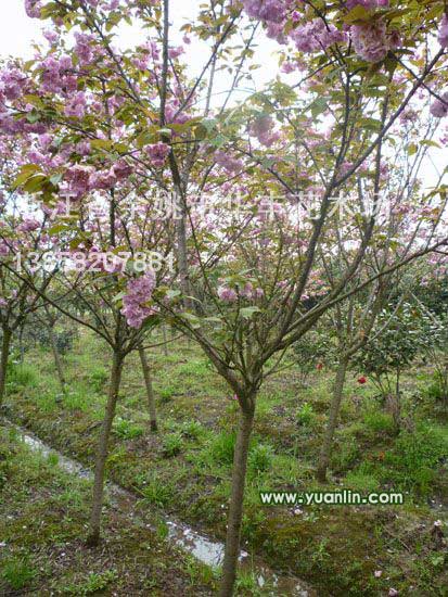 櫻花行情報(bào)價(jià)\櫻花圖片展示