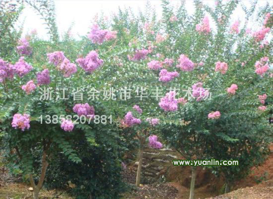 紫薇最新價格/紫薇報價