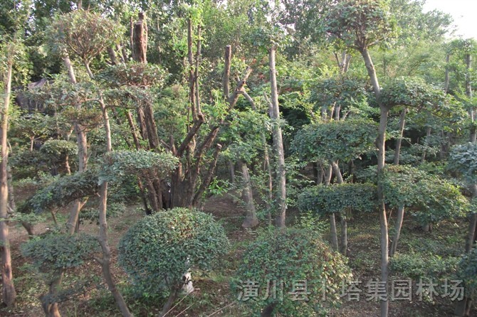 小葉女貞造型苗