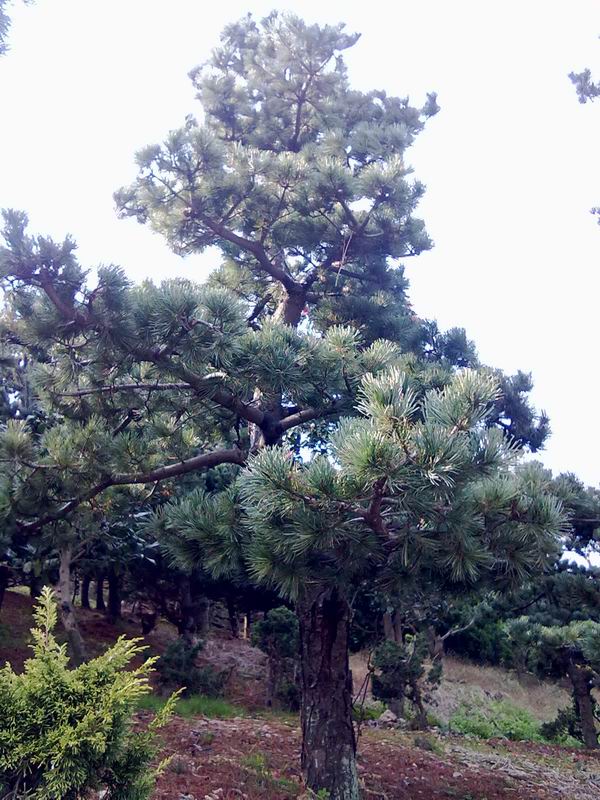五針松