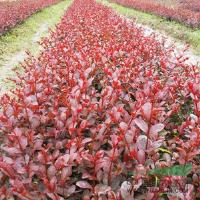 日本紅葉喬木紫薇小苗出售 前景美好 市場廣 江西供應(yīng)