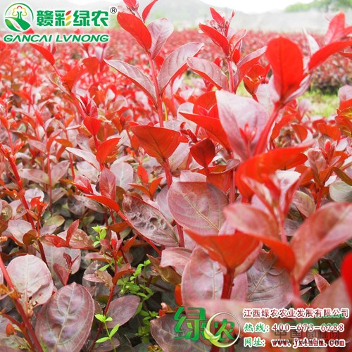 日本紅葉喬木紫薇小苗出售 前景美好 市場(chǎng)廣 江西供應(yīng)