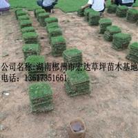 馬尼拉草皮/草坪/綠化草皮