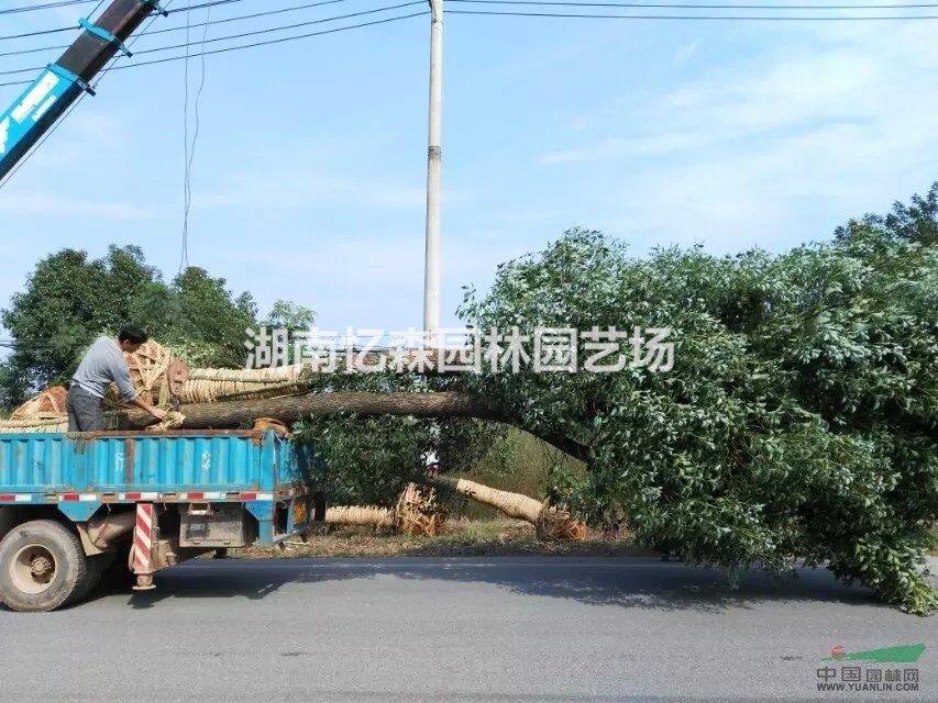 湖南香樟、香樟樹基地、香樟樹價格、香樟樹批發(fā)