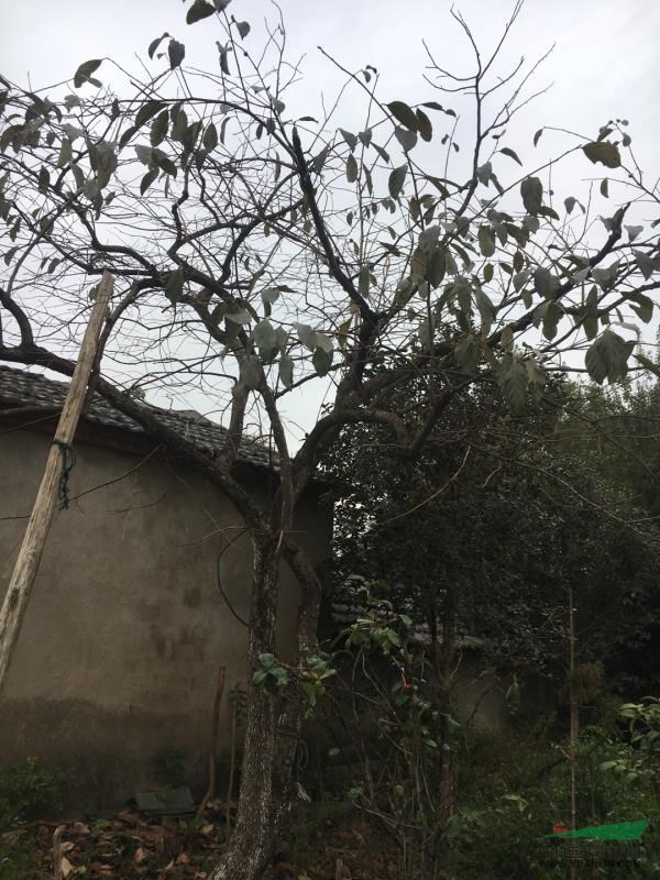 柿樹，柿樹的價格，肥西柿樹，柿樹產(chǎn)地,供應(yīng)柿樹,柿樹種植