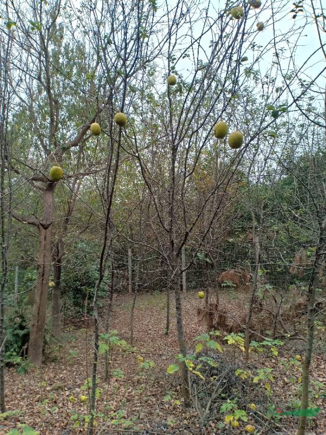 木瓜樹,木瓜樹產(chǎn)地,木瓜樹種植,木瓜樹生長習性