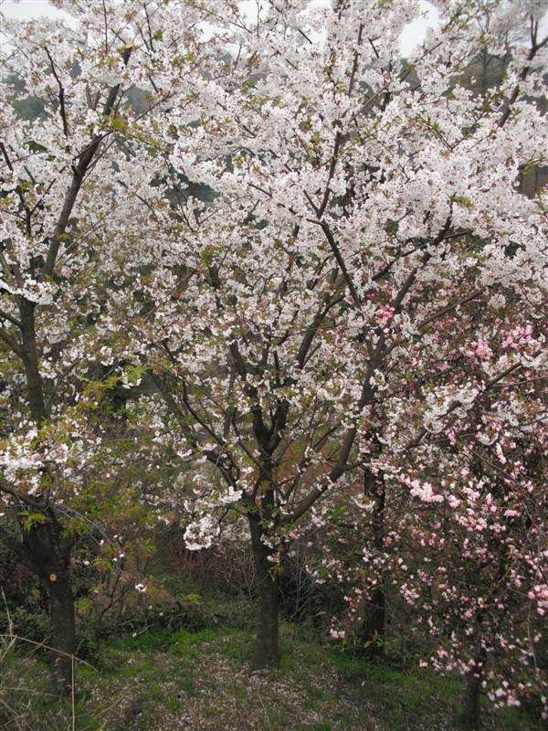 浙江櫻花介紹