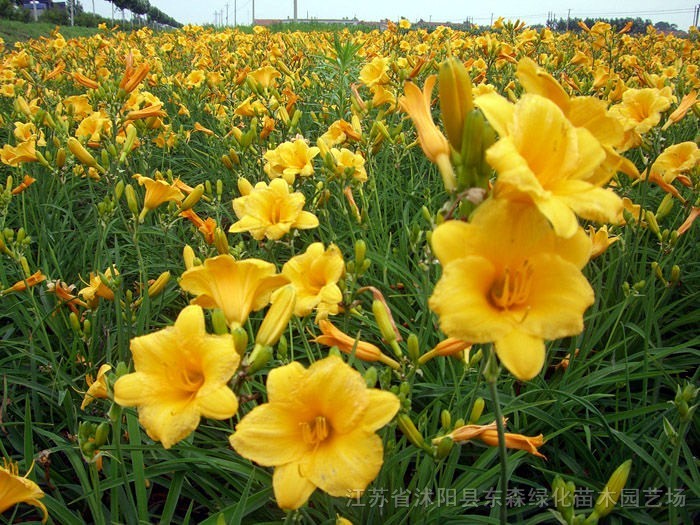 早熟禾、高羊茅、黑麥草、狗牙根馬尼拉、白慕大、馬蹄筋四季長青