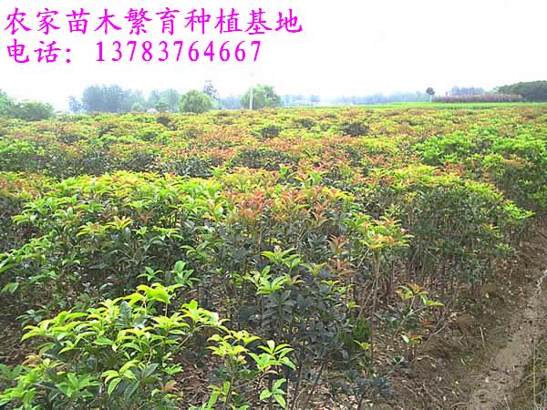 大葉女貞價(jià)格，棕櫚價(jià)格，八月桂花價(jià)格，四季桂花價(jià)格，法桐價(jià)格