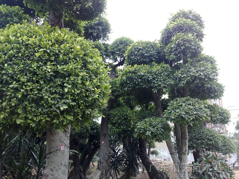 小葉榕