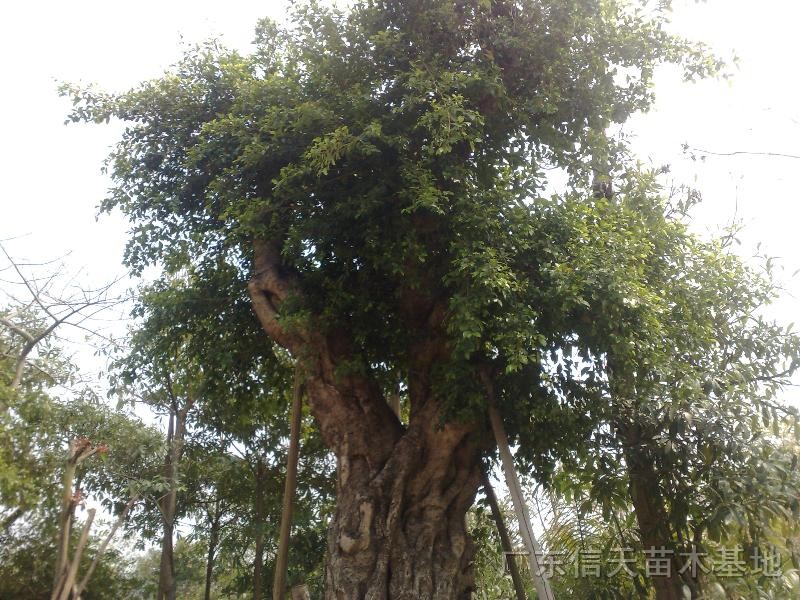 小葉榕