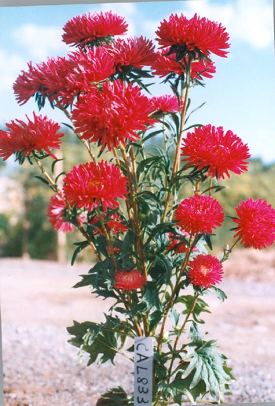 波斯菊（矮桿）、紫茉莉、雛菊、翠菊（高桿
