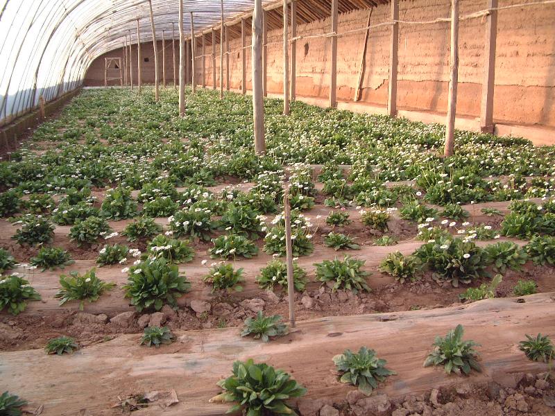 波斯菊（矮桿）、紫茉莉、雛菊、翠菊（高桿