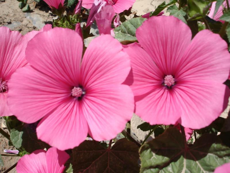 花葵、花毛茛、雞冠花、虞美人